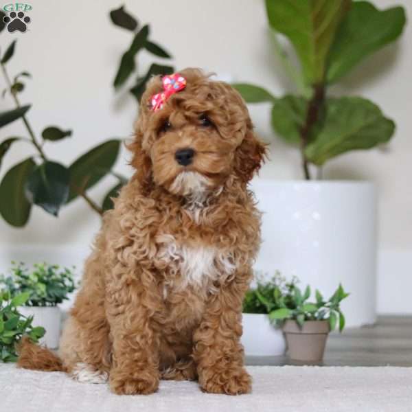 Beverly, Cockapoo Puppy